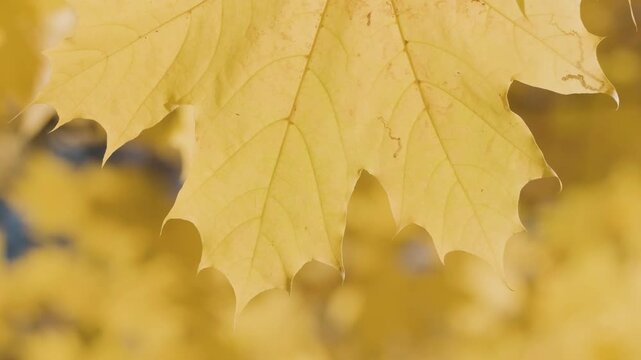 Golden maple leaves sway gently on branches against a clear blue sky. Close-up shots capture vibrant yellow hues and delicate textures. Sunlight illuminates the leaves' intricate detail