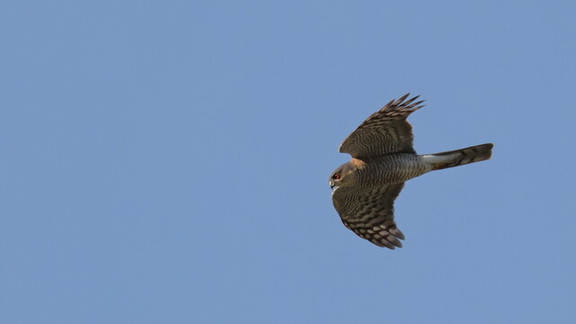 Eurasian sparrowhawk (Accipiter nisus) birds of Montenegro
