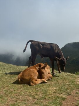 Vacas a descansar e pastar num prado envolto por nevoeiro, paisagem rural tranquila em ambiente montanhoso.