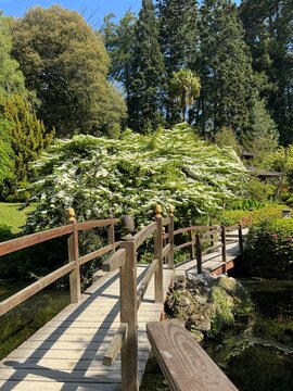 Ponte de madeira sobre jardim exuberante com &aacute;rvores e arbustos ornamentais, paisagem tranquila em parque bot&acirc;nico.