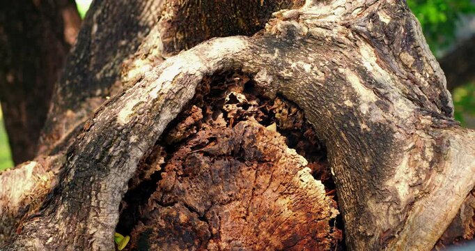 Tree trunk with hollow bark texture sways in park breeze, revealing rough knot and decayed wood surface against green foliage in sunny outdoor background, natural detail and weathered form visible