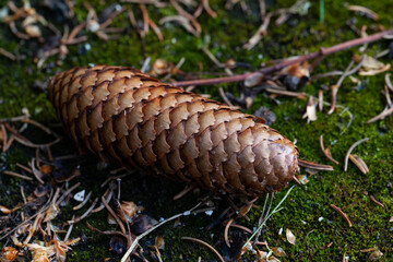 A fir cone on a moss-covered forest floor in close-up. © fotorybalka