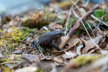 Fototapeta premium Frog having a walk