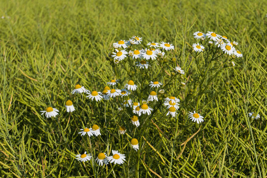 Acker-Hundskamille (Anthemis arvensis) im Rapsfeld
