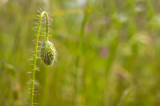 Unopened Poppy Flower Bud with Soft Green Bokeh Background