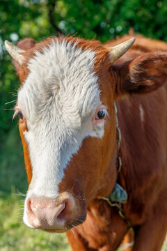 Close-up portrait of a young brown and white cow with small horns