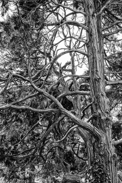 Black and white view of an old coniferous tree with twisted branches and textured bark