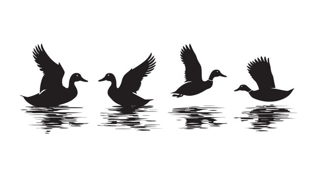 Black duck silhouettes set, flying mallard ducks over water reflections, waterfowl bird vector collection for hunting and nature design