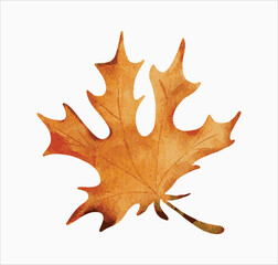 Obraz premium autumn watercolor leaf illustration