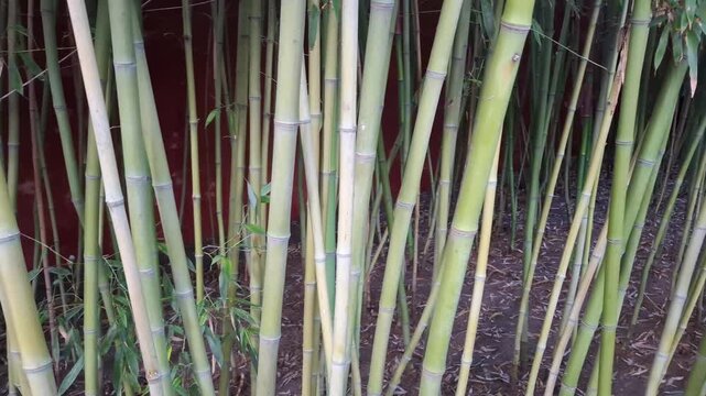 Close-up of vibrant green bamboo stems in a dense zen garden. Fresh tropical canes growing from dry ground soil against a red wall surface, creating a peaceful oriental nature background scenery