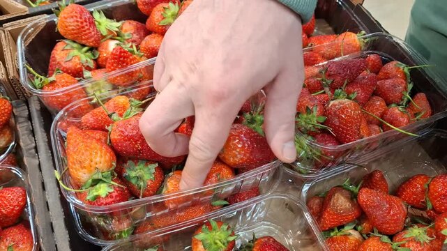 Fresh ripe strawberries inside transparent plastic boxes on store counter display. Shopper person holding one container, choosing delicious summer fruits full of vitamins in grocery shop or market