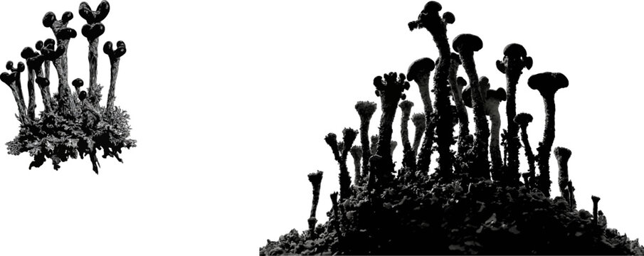 A Cladonia cristatella lichen displays tiny green base stalks topped with brilliant black cap tips against a stark white background, creating a high-contrast organic micro-landscape asset