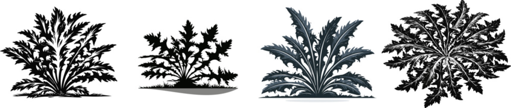 A dandelion rosette with jagged tooth-like leaves is depicted in a classic yard weed profile, isolated on a pure white background
