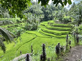 Fototapeten Reisfelder Vibrant green terraced rice fields at Tegallalang rice terraces  © Zaya