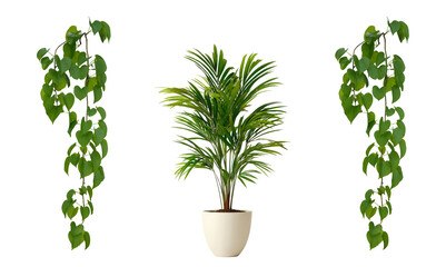 Green Potted Houseplants Collection Isolated on Transparent Background with Lush Decorative Foliage for Home Gardening and Botanical Design © Zeeshan