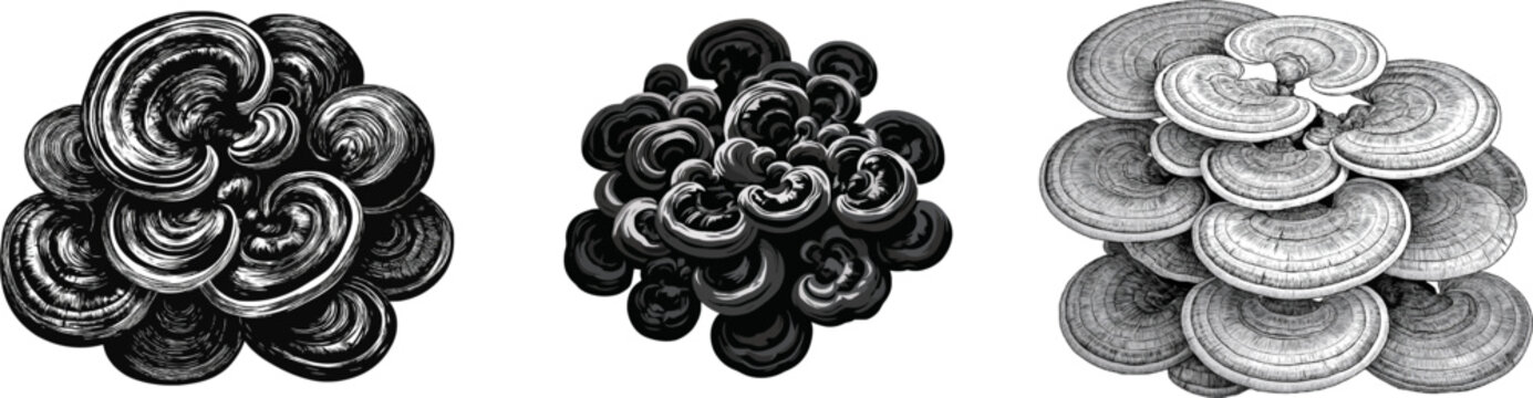 A dense cluster of reishi mushrooms (Ganoderma lingzhi) showcases their kidney-shaped woody caps with smooth lacquered concentric rings in a black and white vector illustration, symbolizing