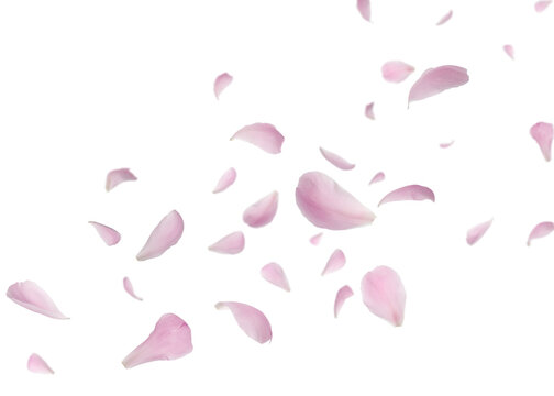 Peony petals flying in air on transparent background