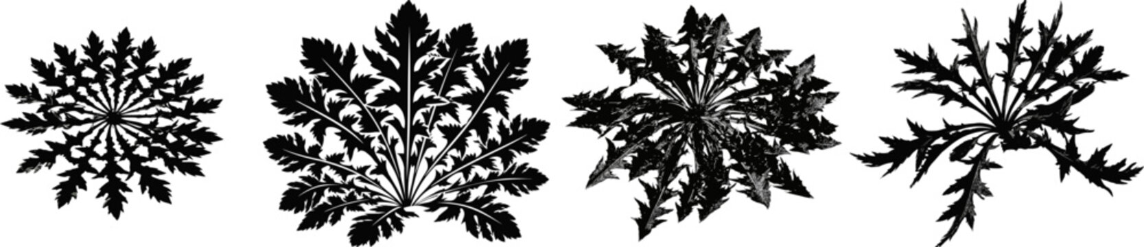 A low-growing dandelion rosette with jagged leaves stands alone against a stark white backdrop, its silhouette a common weed silhouette in an isolated setting