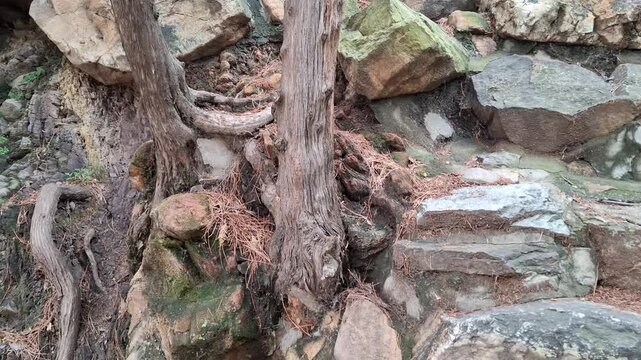Hardy pine tree trunks and twisting roots growing directly out of a rugged, rocky cliffside. Unique natural landscape with mossy boulders, fallen conifer needles, and powerful botanical adaptation