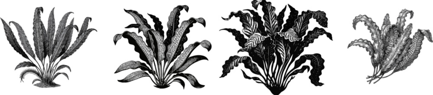 An Asplenium scolopendrium fern displays elegant, strap-like leaves with wavy margins and spore lines on the reverse, rendered in a botanical study style against a pure white background
