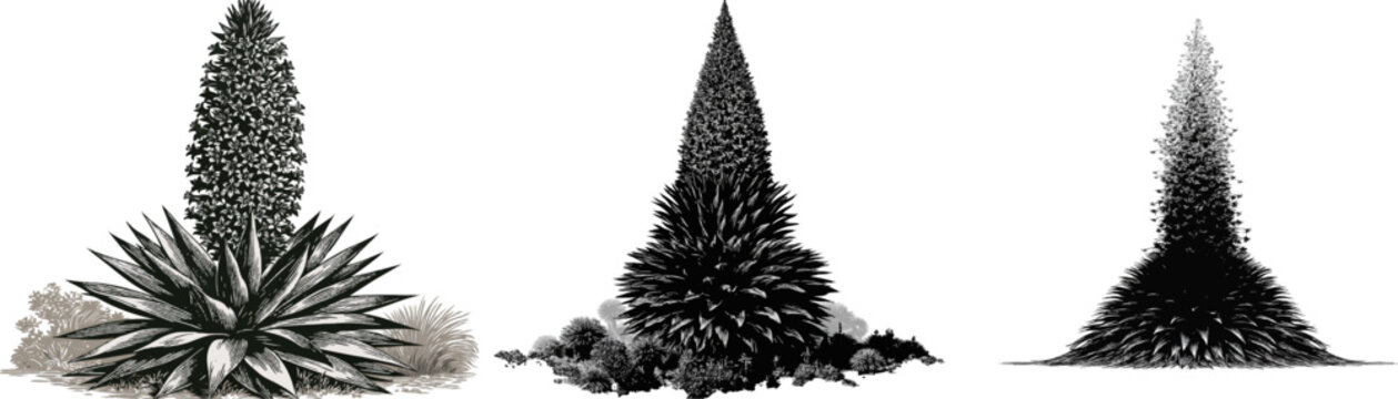 A Puya raimondii, the Queen of the Andes, stands majestically with its towering 30-foot vertical spire adorned with black and white flowers, set against a stark white background, creating a dramatic