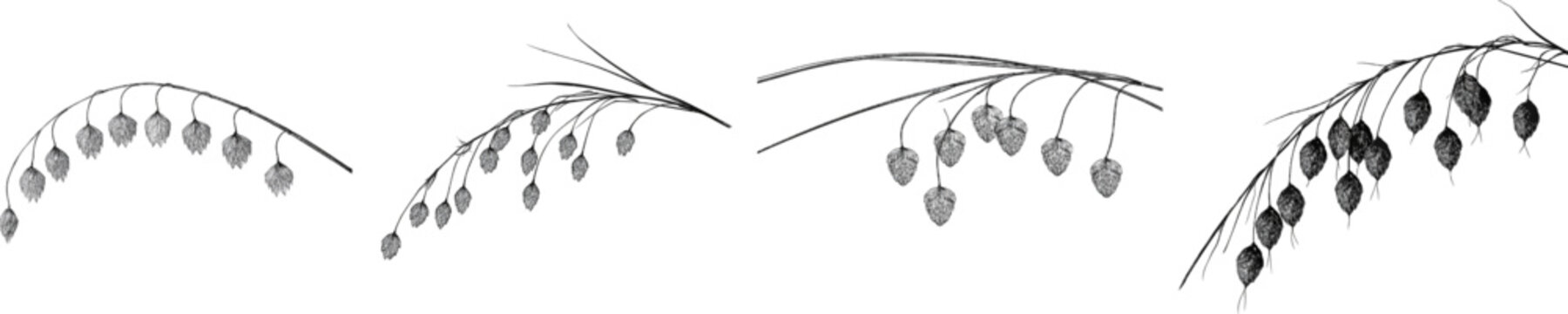 A quaking grass stem gracefully extends with delicate, lantern-like spikelets, black and white vector art, set against a pure white background
