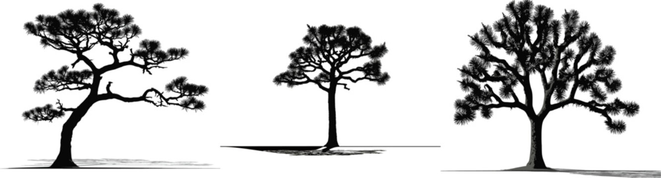 A striking Joshua tree silhouette in sharp contrast against a clean, flat ground shadow line, set against an isolated desert landscape on a solid white background