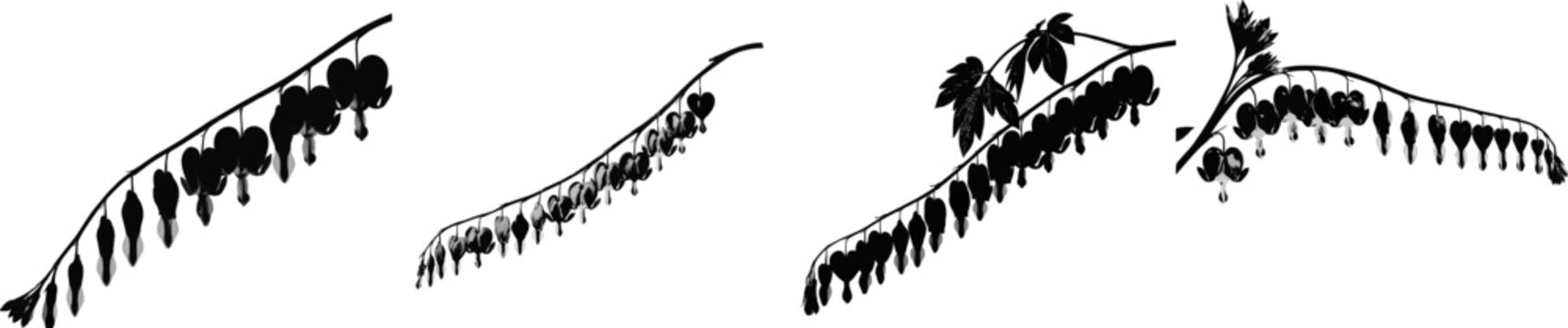 A delicate stem of bleeding heart flowers gracefully hangs in a linear sequence, each black and white blossom hanging from the same branch against a pure white background