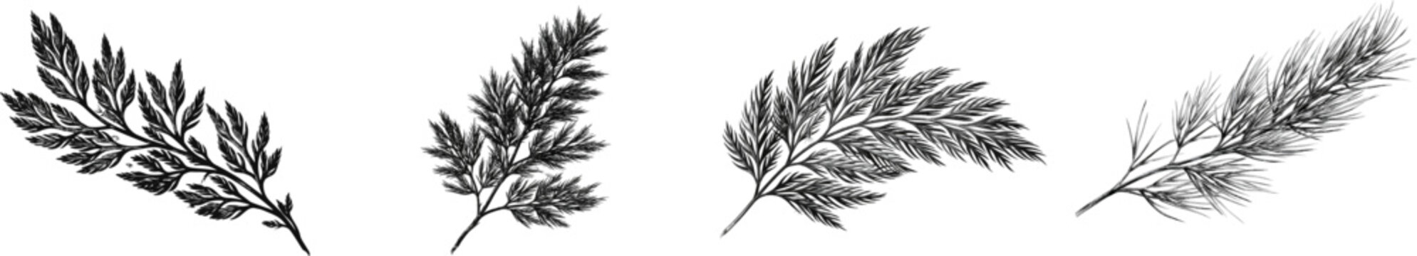 A black and white vector illustration of a submersed hornwort aquatic plant stem with dense whorls of rigid, repeatedly forked needle-like leaves isolated on a solid white background