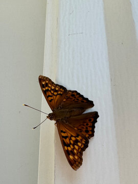 Photo of a Tawny Emperor Butterfly on a white door jam
