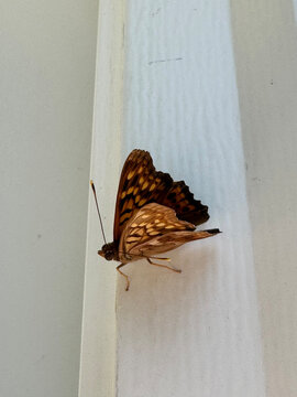 Photo of a Tawny Emperor Butterfly on a white door jam