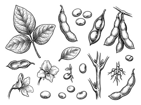 Hand drawn vector illustration of soybean pod, leaf, and seed collection isolated on white background