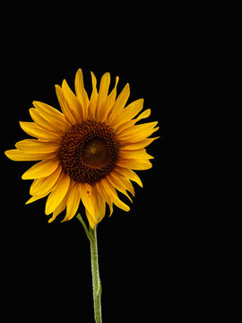 Sunflower on black background
