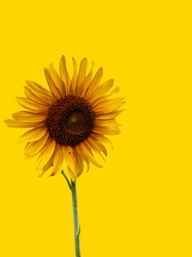 Sunflower on yellow background