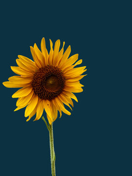 Sunflower on blue background