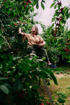 Thoughtful Middle-Aged Woman Picking Cherries On Ladder In Orchard