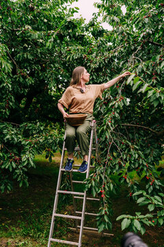 Focused Woman Harvesting Cherries From Tree Branch In Summer Garden
