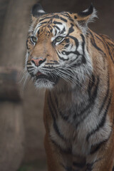 Naklejka premium Sumatran tiger