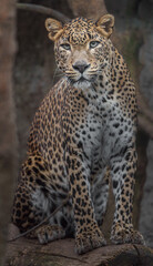 Obraz premium Sri lankan leopard