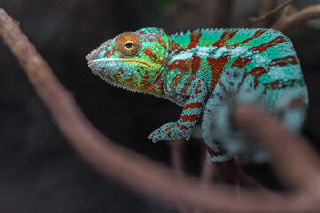 Panther chameleon © svobodacontributor