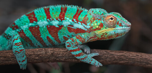 Panther chameleon © svobodacontributor