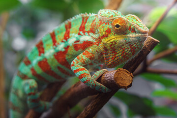 Fototapeta premium Panther chameleon