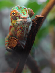 Panther chameleon © svobodacontributor