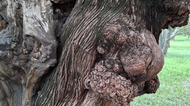 Close-up of a massive textured old tree burl on trunk. Unusual wooden growth with rough bumpy bark pattern on ancient forest tree in summer park. Natural botanical anomaly and wood material concept