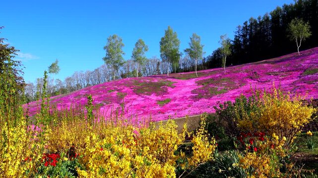 芝ざくら滝上公園のシバザクラ