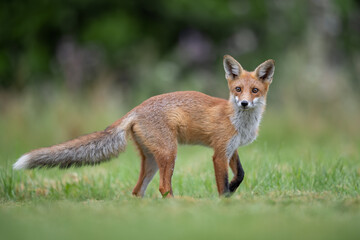 Obraz premium Red Fox Standing in Summer Meadow Looking at Camera