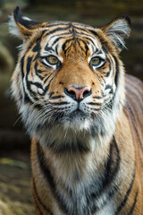 Fototapeta premium Sumatran tiger