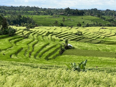 Expansive UNESCO-listed Jatiluwih rice terraces with vibrant green paddy fields forming beautiful wave patterns, coconut palms, traditional farming hut and distant mountain range, Bali, Indonesia