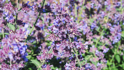 Obraz premium Close-up shot of blooming purple salvia flowers in a garden with a metal arch and lush green trees in a soft blur background.