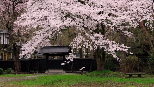 武家屋敷通りの桜